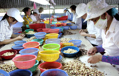 Cashew industry faces crunch